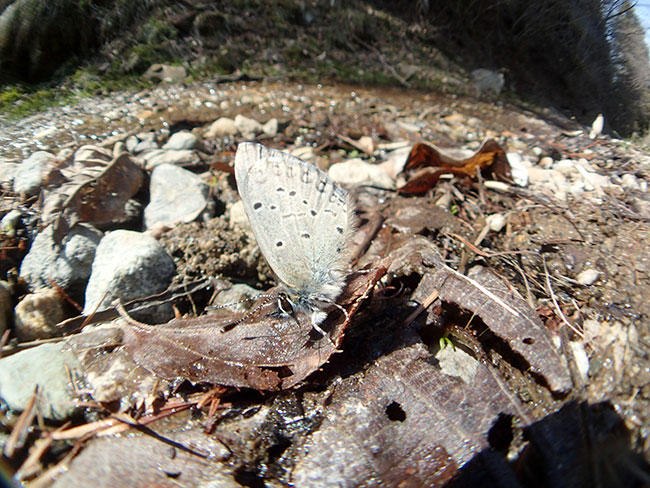 スギタニルリシジミ