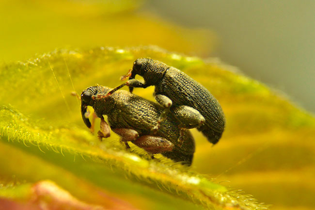 ノミゾウムシを再び撮る