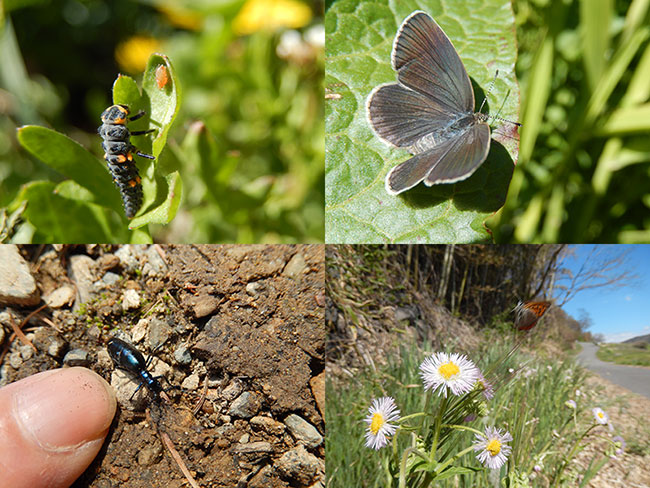 Coolpix S9500でマクロ撮影