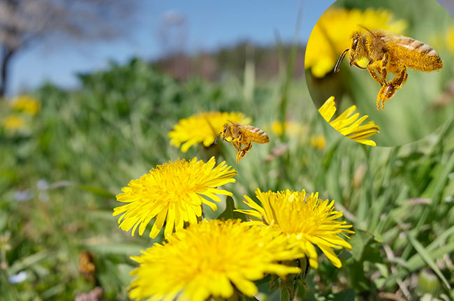 RICOH GRでミツバチを試し撮り