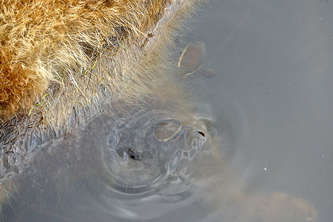 ナミゲンゴロウ