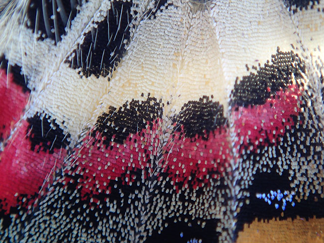 ギフチョウの鱗粉