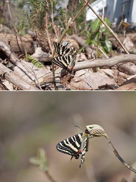 羽化したてのギフチョウのオスに交尾を迫るオス