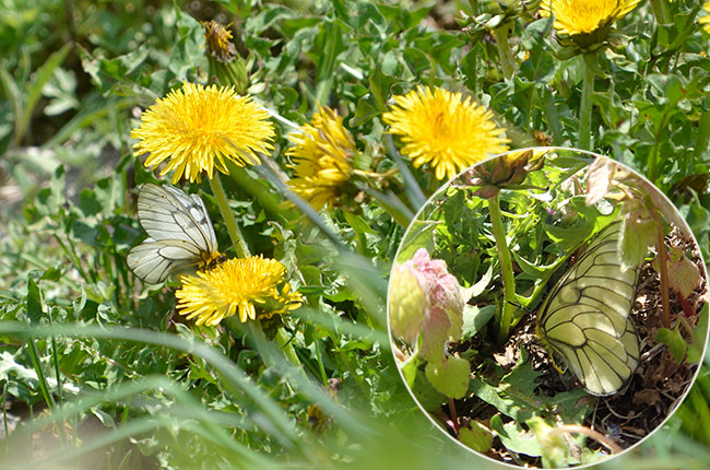 ウスバシロチョウ
