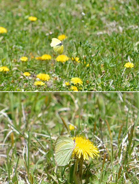 越冬後のヤマキチョウ