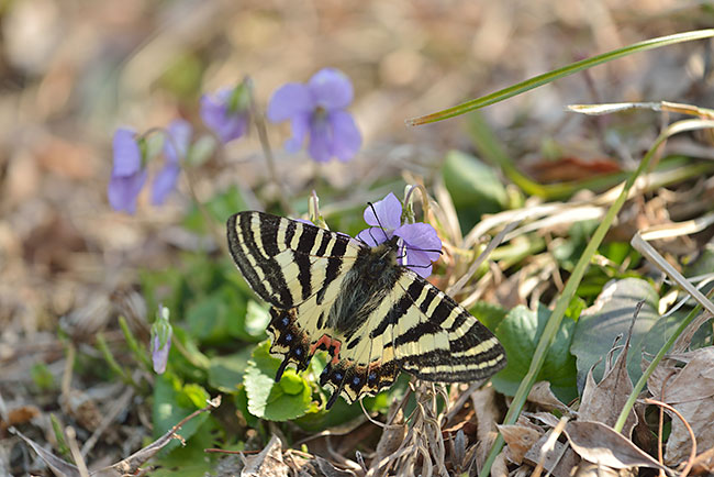 白馬村のヒメギフチョウ