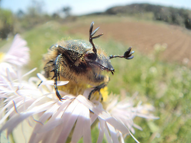 コアオハナムグリ