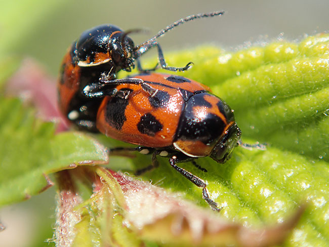 クロボシツツハムシ