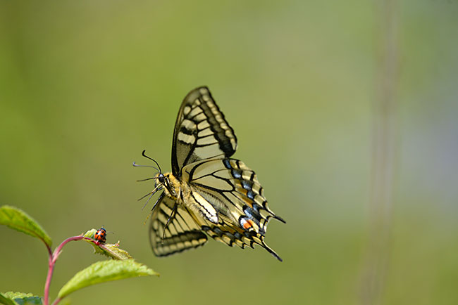 困ってしまった?ハムシ