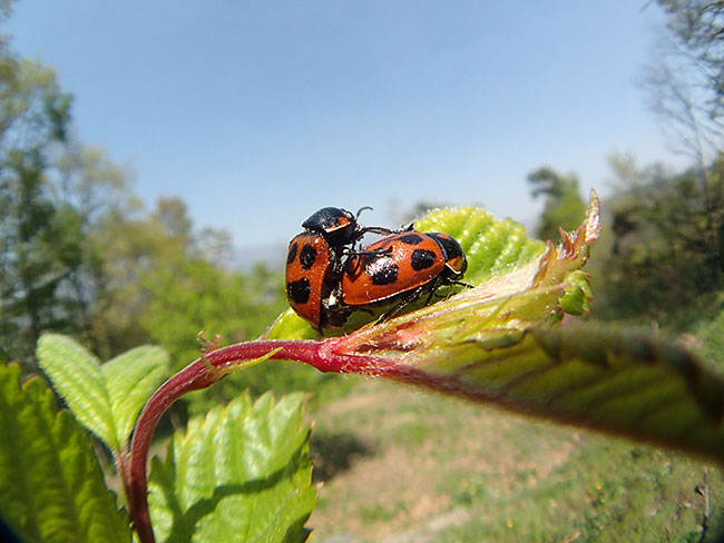 クロボシツツハムシを魚露目で
