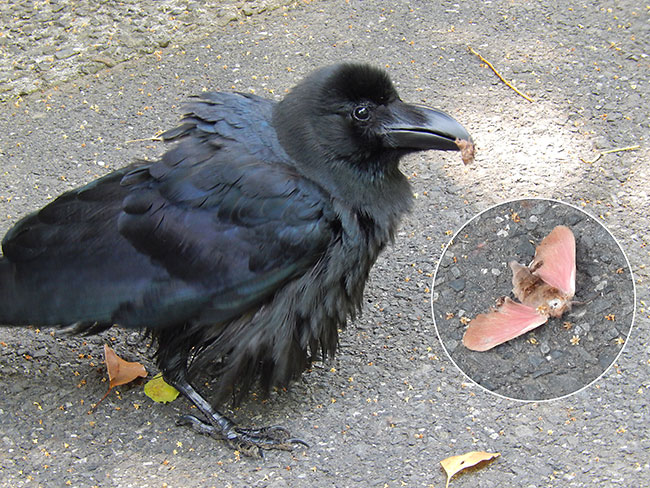 カラスに被写体を捕られてしまった