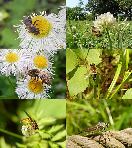 北の丸公園の虫をCoolpix S9500で撮影