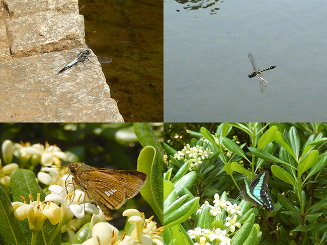 北の丸公園のチョウとトンボ