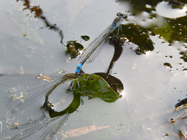 クロイトトンボ