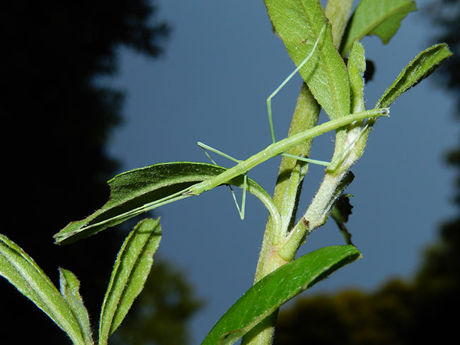 東京のナナフシ