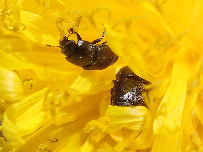 タンポポの花粉を食べるケシキスイ