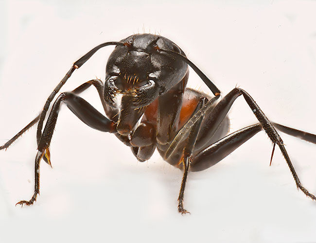 ムネアカオオアリ