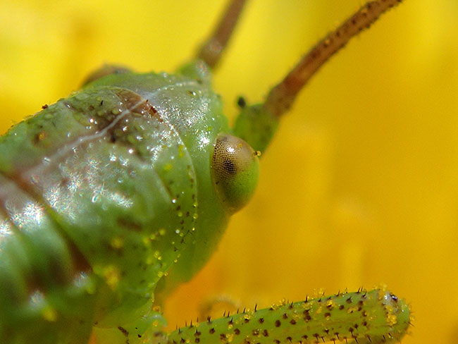 ヤブキリの幼虫
