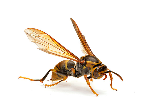 キアシナガバチ