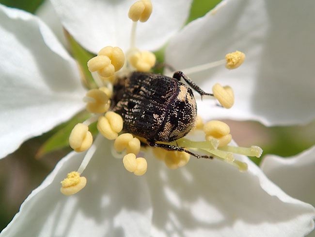 ヒラタハナムグリ