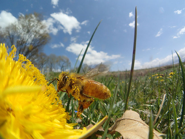 ミツバチを魚露目で