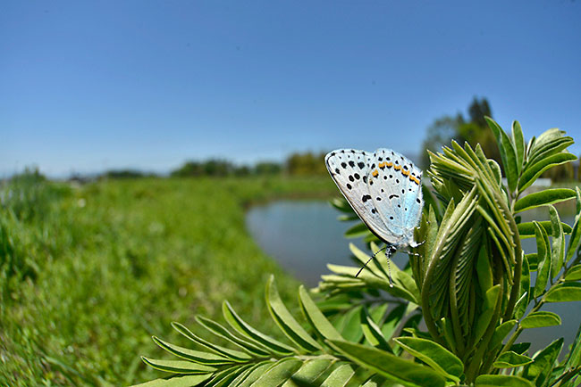 今年のオオルリシジミ