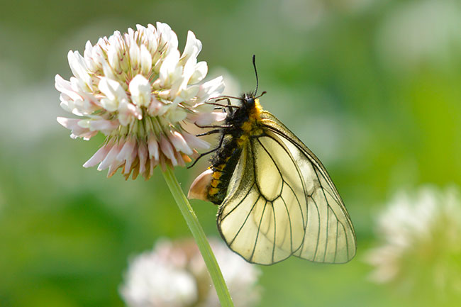 シロツメグサにウスバシロチョウ