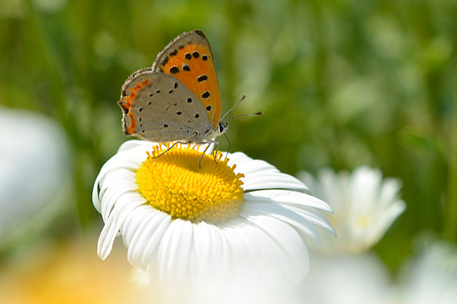 ベニシジミをNikon1 V2+85mmで