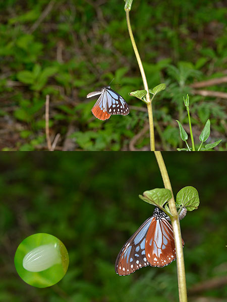 アサギマダラの産卵