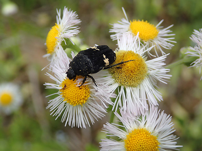 クロハナムグリ