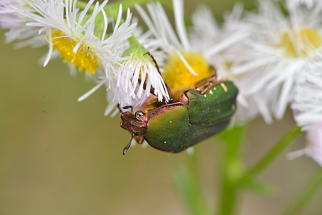 アオハナムグリ