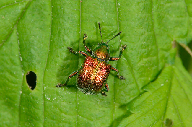 ハルニレにいたドロハマキチョッキリ