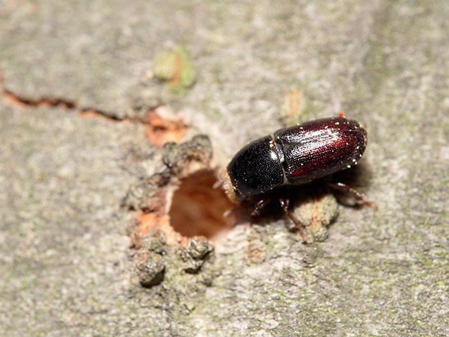 キクイムシの仲間　