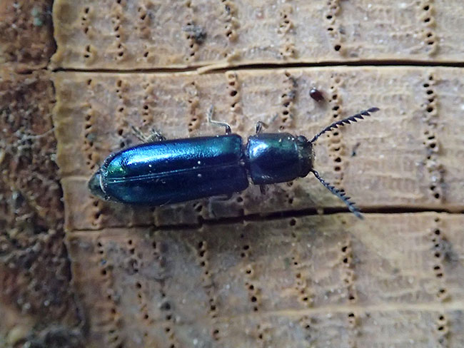 ルリツツカッコウムシ