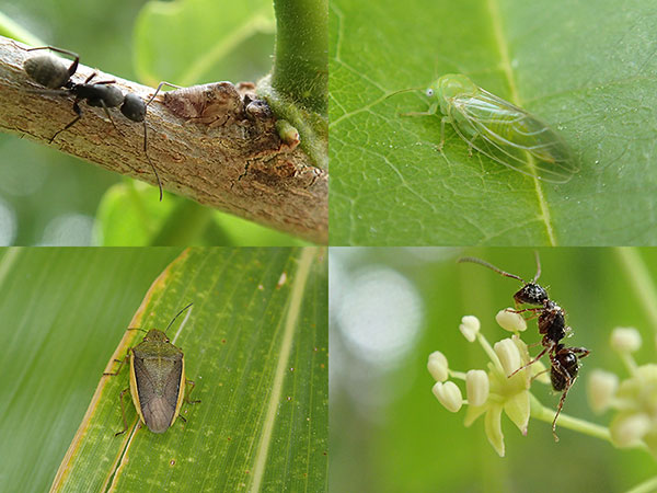 アルプス公園の小さな虫たち