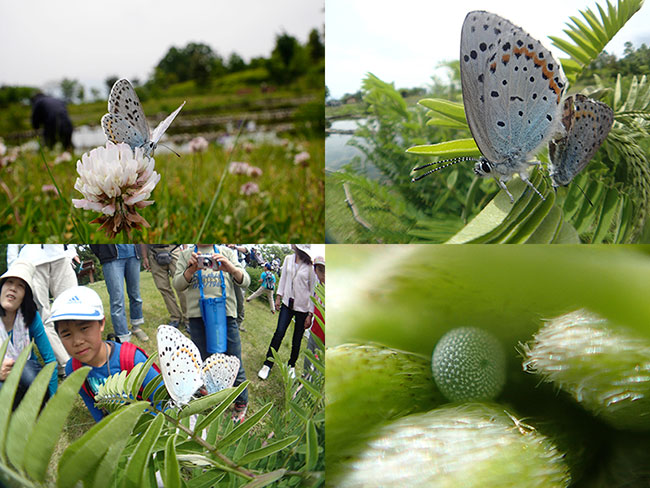 安曇野のオオルリシジミ