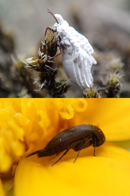 河原にいた小さな虫