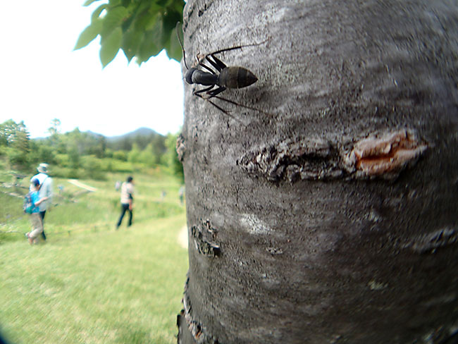 アリが見ている