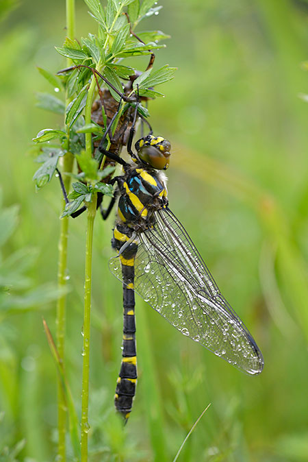 オオヤマトンボの羽化