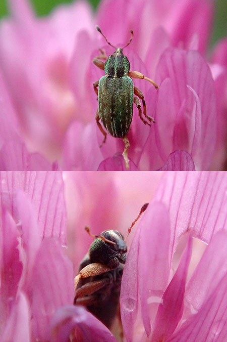 ツメクサタコゾウムシ