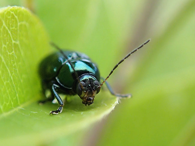 バラルリツツハムシ