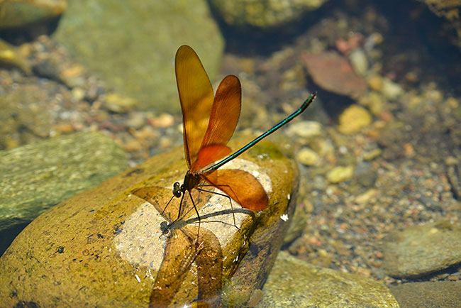 ミヤマカワトンボ