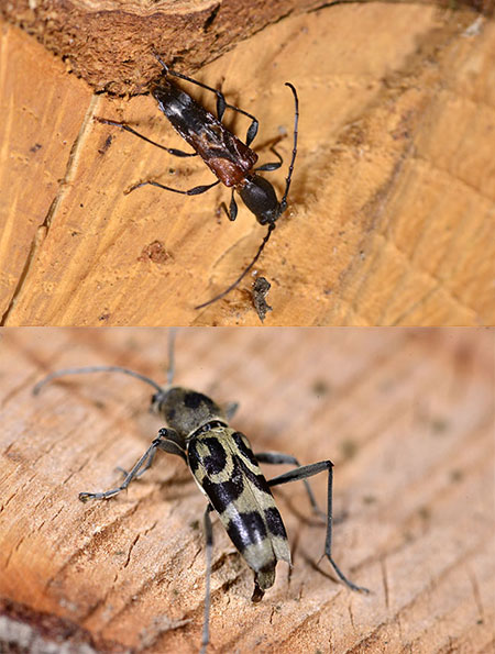 材木のカミキリムシ