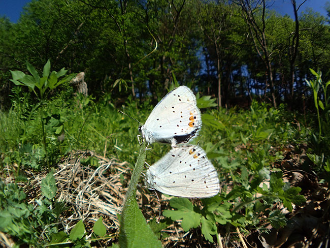 ツバメシジミの交尾
