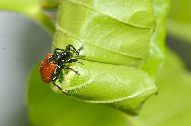 クリの葉を巻くナミオトシブミ