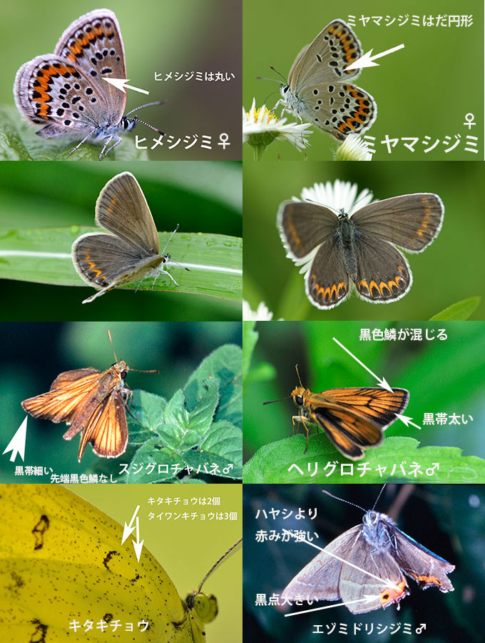 フィールドガイド 身近な昆虫識別図鑑正誤表