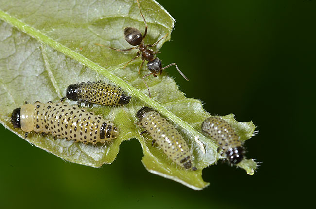 フジハムシの幼虫