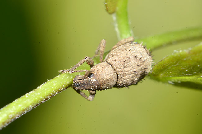 ケナガスグリゾウムシ