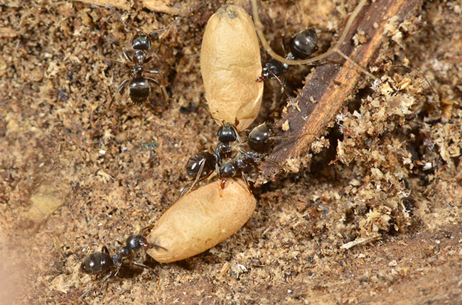 トビイロケアリの女王のマユ