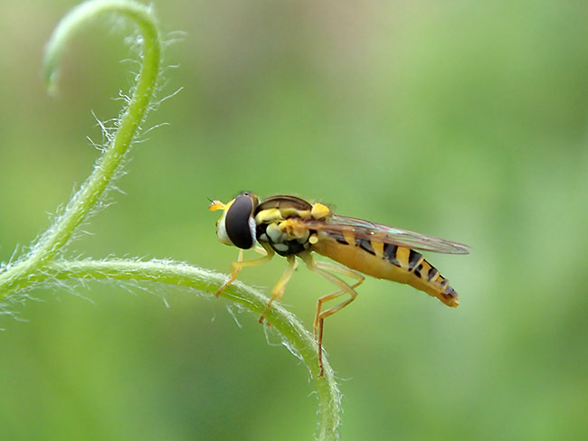 ヒメヒラタアブ